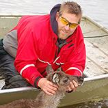 What Goes Up Must Come Down: The Influence of Climate on Caribou Populations